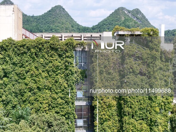 Creepers occupy the back wall of a 12-story library at a university in Guiyang, China, on August 21, 2024. The creeper climbs from the groun...