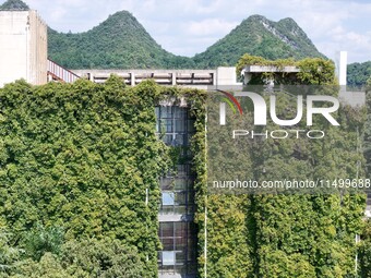 Creepers occupy the back wall of a 12-story library at a university in Guiyang, China, on August 21, 2024. The creeper climbs from the groun...