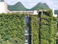 Creepers occupy the back wall of a 12-story library at a university in Guiyang, China, on August 21, 2024. The creeper climbs from the groun...