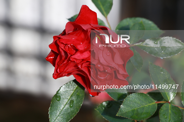 A red rose has dew drops and sunlight in the morning in Mexico City, Mexico, on August 17, 2024. 