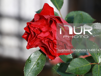 A red rose has dew drops and sunlight in the morning in Mexico City, Mexico, on August 17, 2024. (