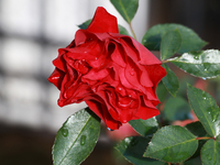 A red rose has dew drops and sunlight in the morning in Mexico City, Mexico, on August 17, 2024. (