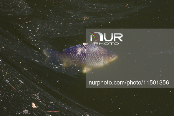 A dead fish in Klodnica River in Plawniowice, southern Poland on August 20th, 2024. Since the beginning of August, over 115 tons of dead fis...