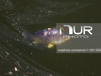 A dead fish in Klodnica River in Plawniowice, southern Poland on August 20th, 2024. Since the beginning of August, over 115 tons of dead fis...