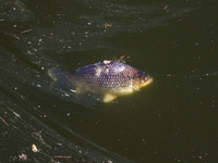 A dead fish in Klodnica River in Plawniowice, southern Poland on August 20th, 2024. Since the beginning of August, over 115 tons of dead fis...