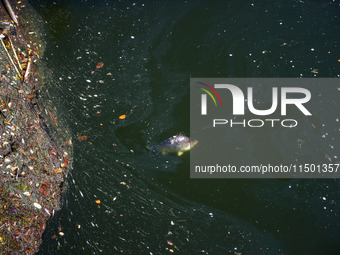 A dead fish in Klodnica River in Plawniowice, southern Poland on August 20th, 2024. Since the beginning of August, over 115 tons of dead fis...