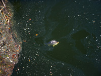 A dead fish in Klodnica River in Plawniowice, southern Poland on August 20th, 2024. Since the beginning of August, over 115 tons of dead fis...