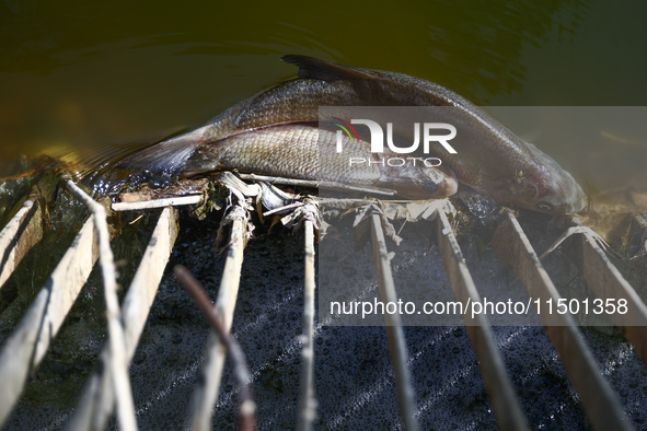 Dead fishes in Klodnica River in Plawniowice, southern Poland on August 20th, 2024. Since the beginning of August, over 115 tons of dead fis...