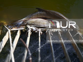 Dead fishes in Klodnica River in Plawniowice, southern Poland on August 20th, 2024. Since the beginning of August, over 115 tons of dead fis...