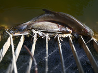 Dead fishes in Klodnica River in Plawniowice, southern Poland on August 20th, 2024. Since the beginning of August, over 115 tons of dead fis...