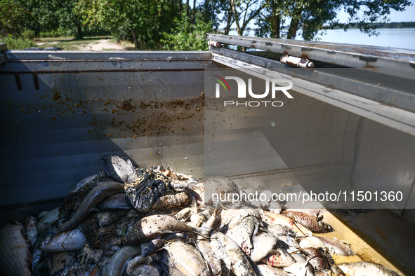 Dead fishes removed from Lake Dzierzno Duze in Rzeczyce, southern Poland on August 20th, 2024. Since the beginning of August, over 115 tons...