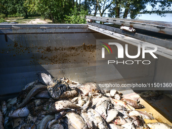 Dead fishes removed from Lake Dzierzno Duze in Rzeczyce, southern Poland on August 20th, 2024. Since the beginning of August, over 115 tons...