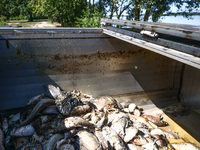 Dead fishes removed from Lake Dzierzno Duze in Rzeczyce, southern Poland on August 20th, 2024. Since the beginning of August, over 115 tons...