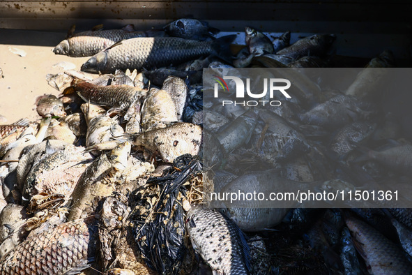 Dead fishes removed from Lake Dzierzno Duze in Rzeczyce, southern Poland on August 20th, 2024. Since the beginning of August, over 115 tons...