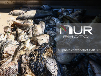 Dead fishes removed from Lake Dzierzno Duze in Rzeczyce, southern Poland on August 20th, 2024. Since the beginning of August, over 115 tons...