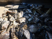 Dead fishes removed from Lake Dzierzno Duze in Rzeczyce, southern Poland on August 20th, 2024. Since the beginning of August, over 115 tons...