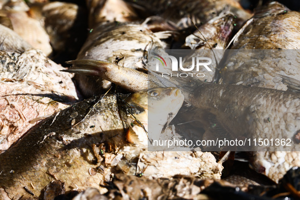 Dead fishes removed from Lake Dzierzno Duze in Rzeczyce, southern Poland on August 20th, 2024. Since the beginning of August, over 115 tons...