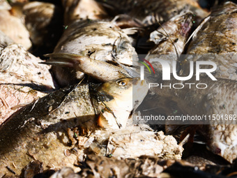 Dead fishes removed from Lake Dzierzno Duze in Rzeczyce, southern Poland on August 20th, 2024. Since the beginning of August, over 115 tons...