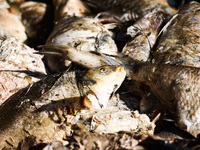 Dead fishes removed from Lake Dzierzno Duze in Rzeczyce, southern Poland on August 20th, 2024. Since the beginning of August, over 115 tons...