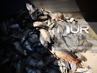 Dead fishes removed from Lake Dzierzno Duze in Rzeczyce, southern Poland on August 20th, 2024. Since the beginning of August, over 115 tons...