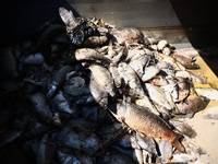 Dead fishes removed from Lake Dzierzno Duze in Rzeczyce, southern Poland on August 20th, 2024. Since the beginning of August, over 115 tons...