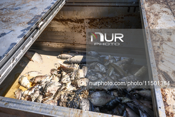 Dead fishes removed from Lake Dzierzno Duze in Rzeczyce, southern Poland on August 20th, 2024. Since the beginning of August, over 115 tons...