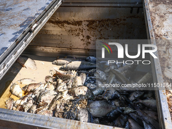 Dead fishes removed from Lake Dzierzno Duze in Rzeczyce, southern Poland on August 20th, 2024. Since the beginning of August, over 115 tons...