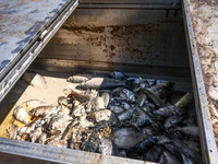 Dead fishes removed from Lake Dzierzno Duze in Rzeczyce, southern Poland on August 20th, 2024. Since the beginning of August, over 115 tons...