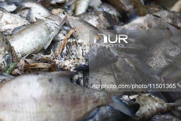 Dead fishes removed from Lake Dzierzno Duze in Rzeczyce, southern Poland on August 20th, 2024. Since the beginning of August, over 115 tons...