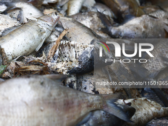 Dead fishes removed from Lake Dzierzno Duze in Rzeczyce, southern Poland on August 20th, 2024. Since the beginning of August, over 115 tons...