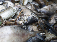 Dead fishes removed from Lake Dzierzno Duze in Rzeczyce, southern Poland on August 20th, 2024. Since the beginning of August, over 115 tons...