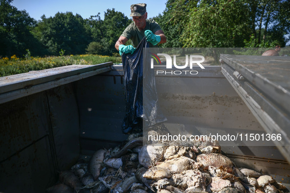 Dead fishes are being removed from Lake Dzierzno Duze in Rzeczyce, southern Poland on August 20th, 2024. Since the beginning of August, over...