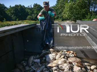 Dead fishes are being removed from Lake Dzierzno Duze in Rzeczyce, southern Poland on August 20th, 2024. Since the beginning of August, over...