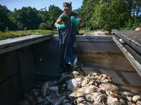 Dead fishes are being removed from Lake Dzierzno Duze in Rzeczyce, southern Poland on August 20th, 2024. Since the beginning of August, over...