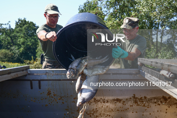 Dead fishes are being removed from Lake Dzierzno Duze in Rzeczyce, southern Poland on August 20th, 2024. Since the beginning of August, over...