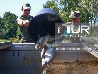 Dead fishes are being removed from Lake Dzierzno Duze in Rzeczyce, southern Poland on August 20th, 2024. Since the beginning of August, over...