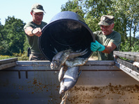 Dead fishes are being removed from Lake Dzierzno Duze in Rzeczyce, southern Poland on August 20th, 2024. Since the beginning of August, over...