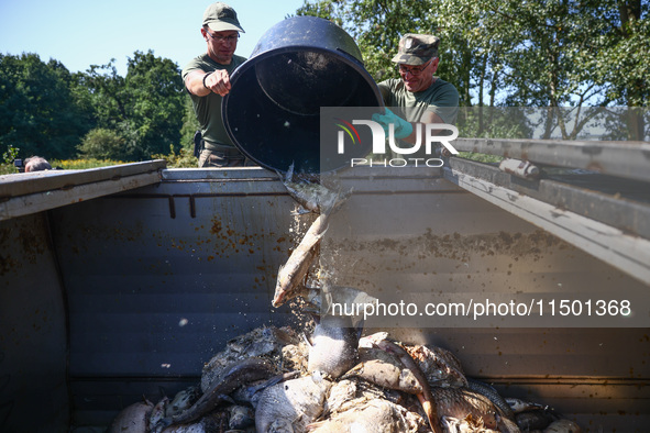 Dead fishes are being removed from Lake Dzierzno Duze in Rzeczyce, southern Poland on August 20th, 2024. Since the beginning of August, over...