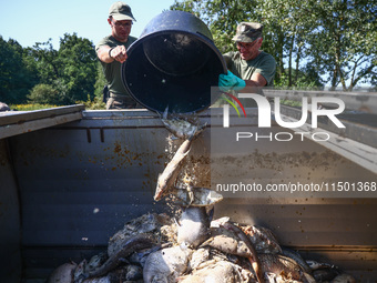 Dead fishes are being removed from Lake Dzierzno Duze in Rzeczyce, southern Poland on August 20th, 2024. Since the beginning of August, over...