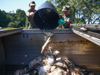 Dead fishes are being removed from Lake Dzierzno Duze in Rzeczyce, southern Poland on August 20th, 2024. Since the beginning of August, over...