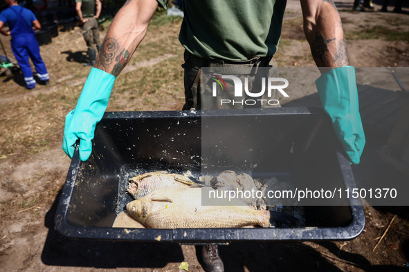 Dead fishes are being removed from Lake Dzierzno Duze in Rzeczyce, southern Poland on August 20th, 2024. Since the beginning of August, over...