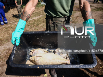 Dead fishes are being removed from Lake Dzierzno Duze in Rzeczyce, southern Poland on August 20th, 2024. Since the beginning of August, over...