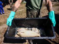 Dead fishes are being removed from Lake Dzierzno Duze in Rzeczyce, southern Poland on August 20th, 2024. Since the beginning of August, over...