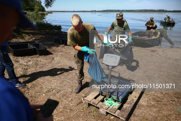 Members of Territorial Defence Force remove dead fishes from Lake Dzierzno Duze in Rzeczyce, southern Poland on August 20th, 2024. Since the...