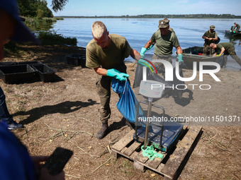 Members of Territorial Defence Force remove dead fishes from Lake Dzierzno Duze in Rzeczyce, southern Poland on August 20th, 2024. Since the...