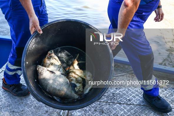 Dead fishes are being removed from Lake Dzierzno Duze in Rzeczyce, southern Poland on August 20th, 2024. Since the beginning of August, over...