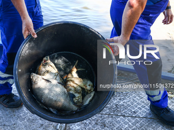 Dead fishes are being removed from Lake Dzierzno Duze in Rzeczyce, southern Poland on August 20th, 2024. Since the beginning of August, over...