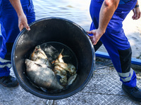 Dead fishes are being removed from Lake Dzierzno Duze in Rzeczyce, southern Poland on August 20th, 2024. Since the beginning of August, over...