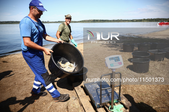 Dead fishes are being removed from Lake Dzierzno Duze in Rzeczyce, southern Poland on August 20th, 2024. Since the beginning of August, over...