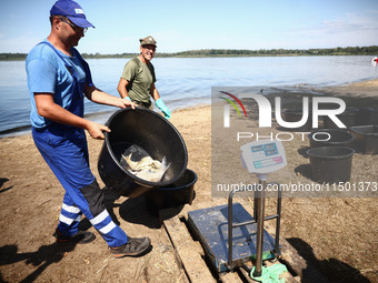 Dead fishes are being removed from Lake Dzierzno Duze in Rzeczyce, southern Poland on August 20th, 2024. Since the beginning of August, over...